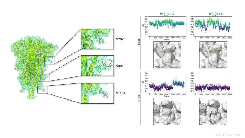 SARS-CoV-2 Spike Protein Glycan Shield: Insights & Research