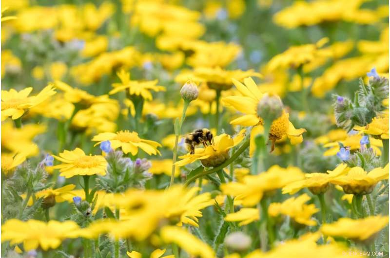 Protecting UK Bumblebees: Habitat Diversity Key to Conservation - 10-Year Study