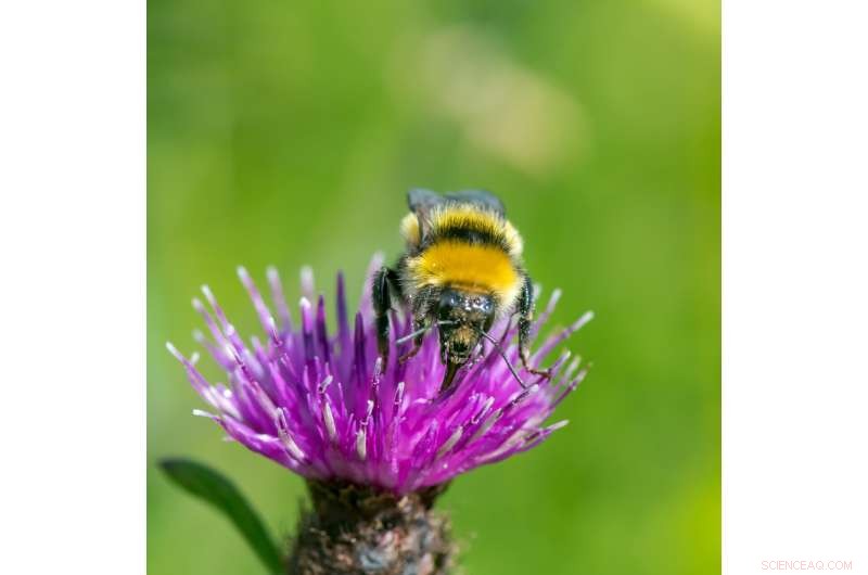 Protecting UK Bumblebees: Habitat Diversity Key to Conservation - 10-Year Study