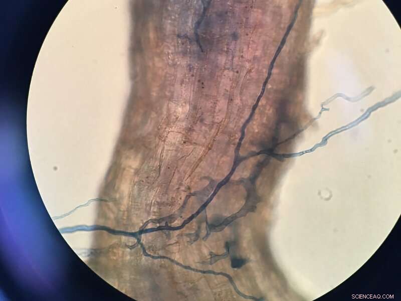 Restoring Soil Health After Petroleum Contamination: A Biological Approach