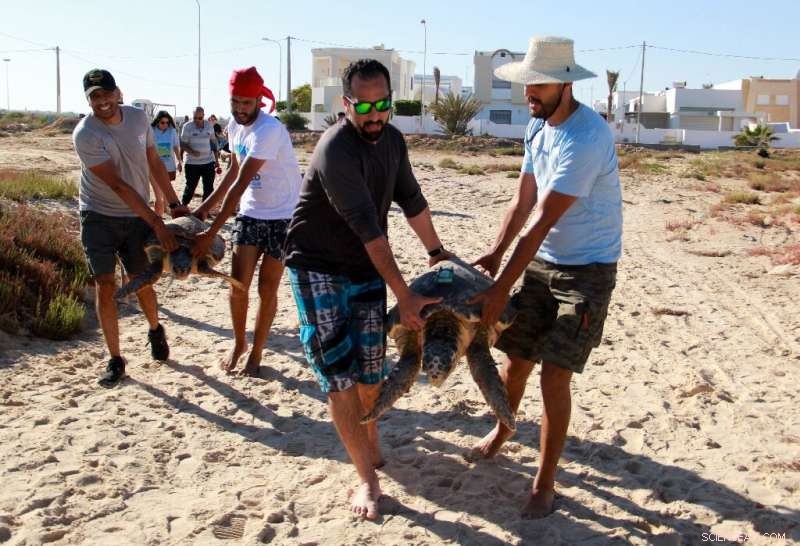 Tunisia Sea Turtle Rescue: Tracking Efforts for Loggerhead Protection
