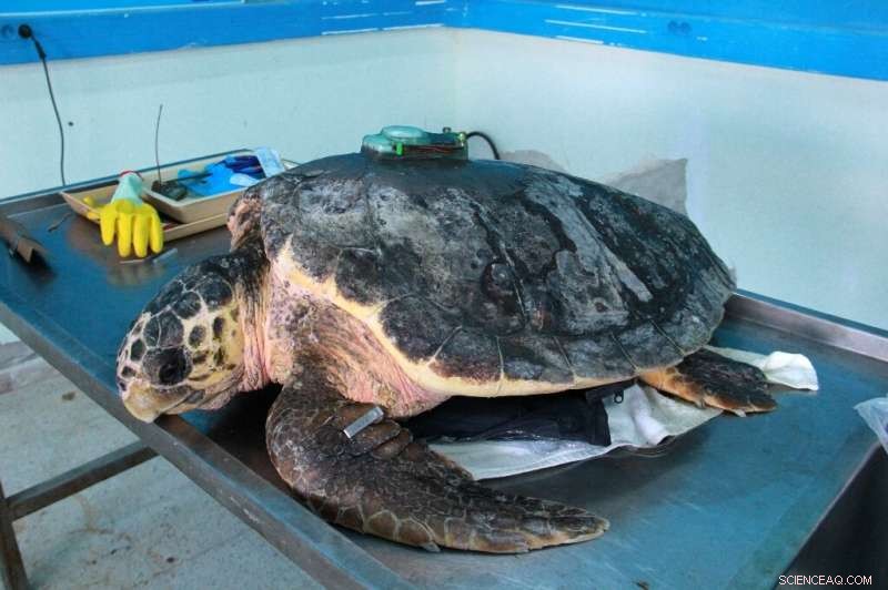 Tunisia Sea Turtle Rescue: Tracking Efforts for Loggerhead Protection