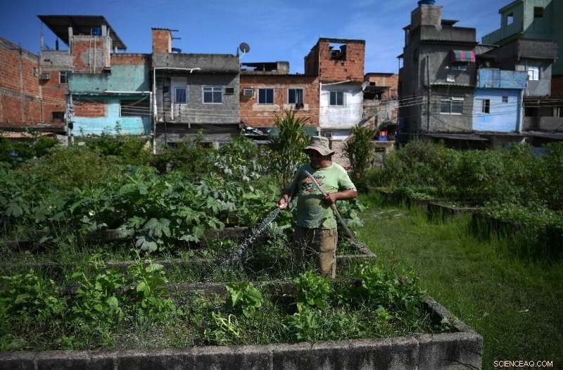 Urban Gardens in Rio de Janeiro: Cultivating Food Security for Communities