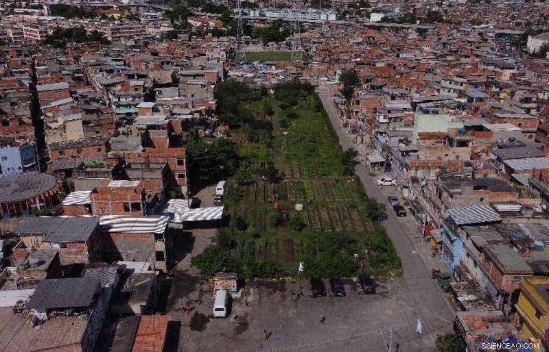 Urban Gardens in Rio de Janeiro: Cultivating Food Security for Communities