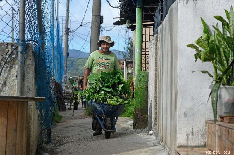 Urban Gardens in Rio de Janeiro: Cultivating Food Security for Communities