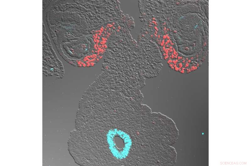 Adrenal Cortex Development: Insights from Human and Monkey Studies