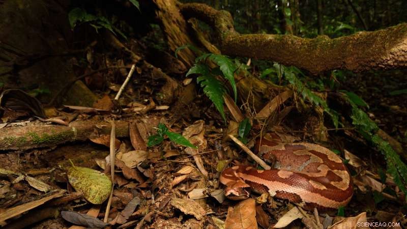 Indonesia s Snake Trade: Challenges and Pathways to Sustainability