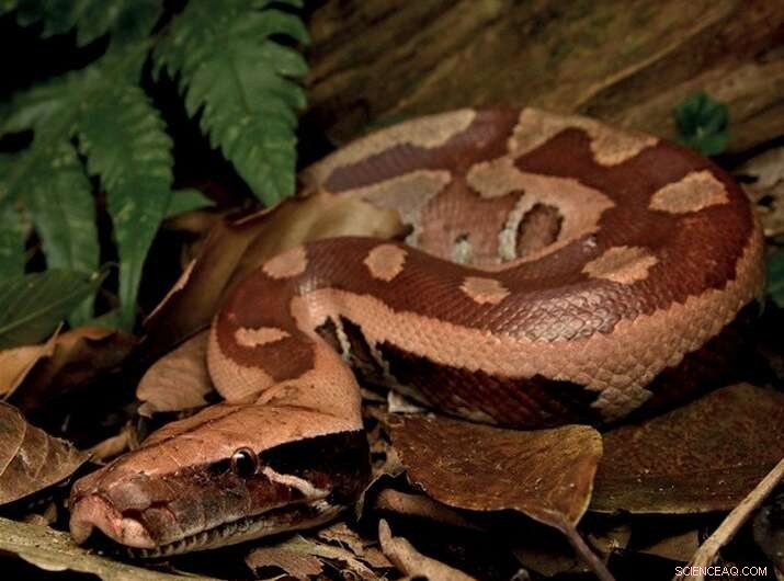 Indonesia s Snake Trade: Challenges and Pathways to Sustainability