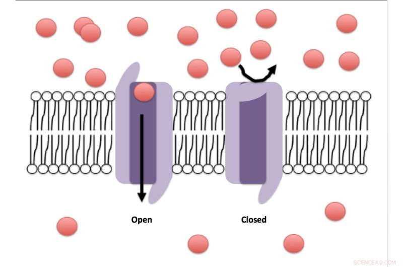 Novel Inactivation Mechanism Discovered for Voltage-Gated Ion Channel