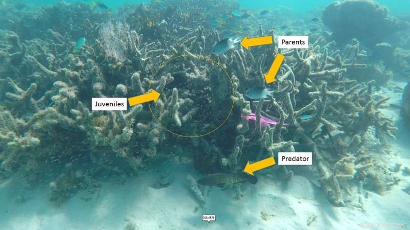Reduced Boat Noise Boosts Coral Reef Fish Breeding Success
