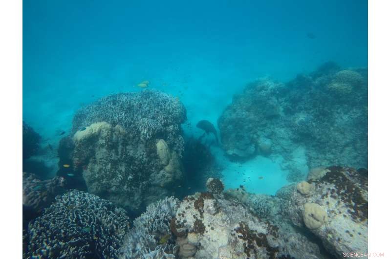 Reduced Boat Noise Boosts Coral Reef Fish Breeding Success