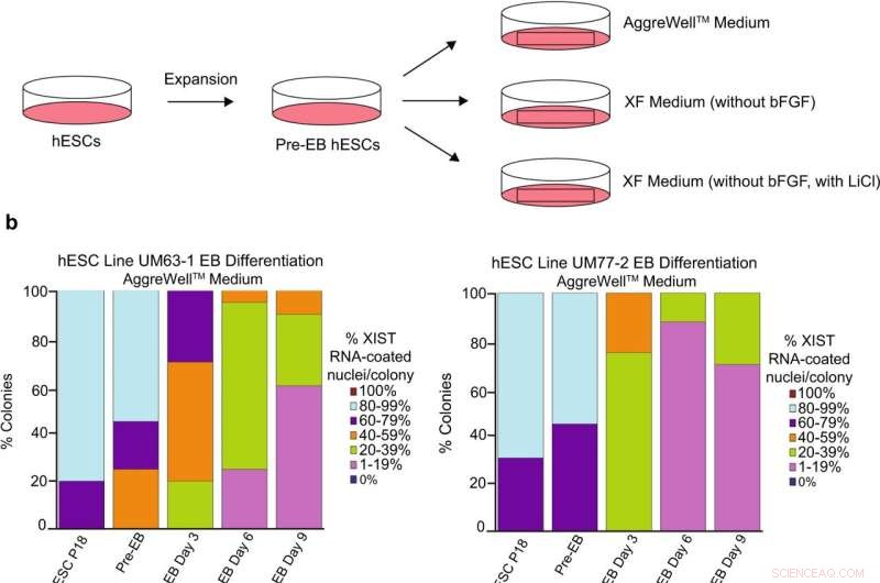 X-Chromosome Inactivation in Female Embryonic Stem Cells: A Detailed Analysis