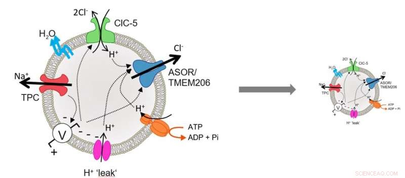 ASOR Chloride Channels Essential for Macropinocytic Vesicle Shrinkage