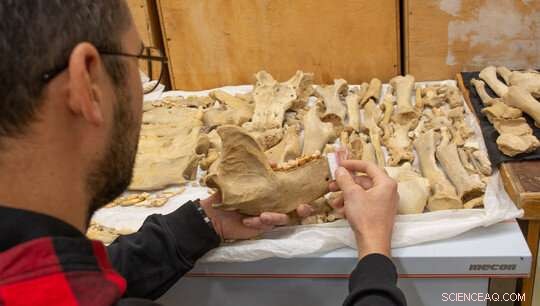 Rare Etruscan Bear Jaw Discovered in Taurida Cave - Paleontology News