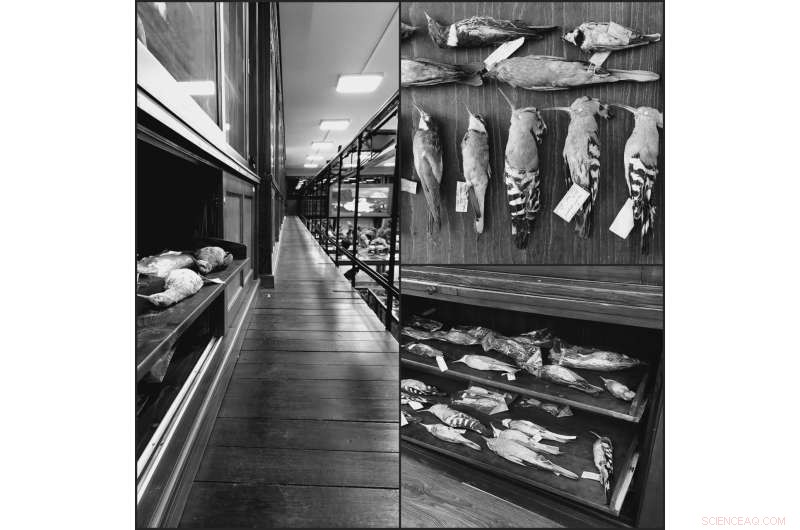 Romania s Bird Collection: Insights into Avian Diversity & Conservation