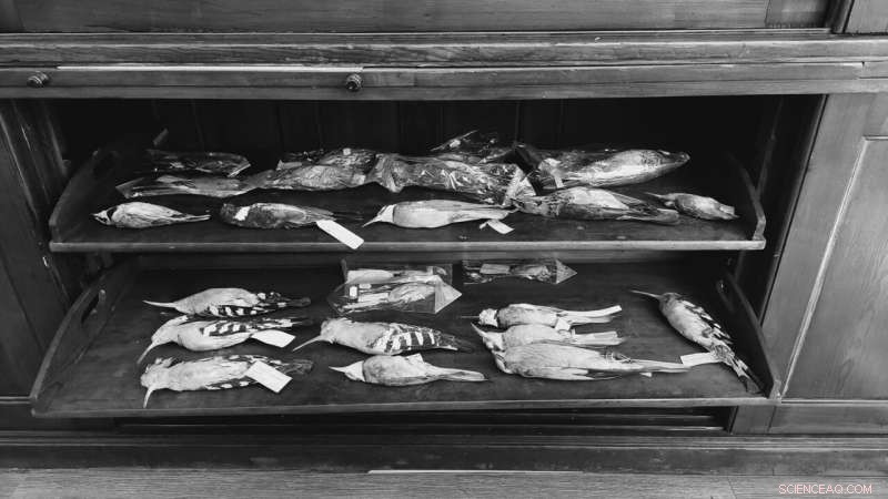 Romania s Bird Collection: Insights into Avian Diversity & Conservation