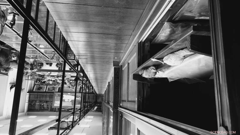 Romania s Bird Collection: Insights into Avian Diversity & Conservation