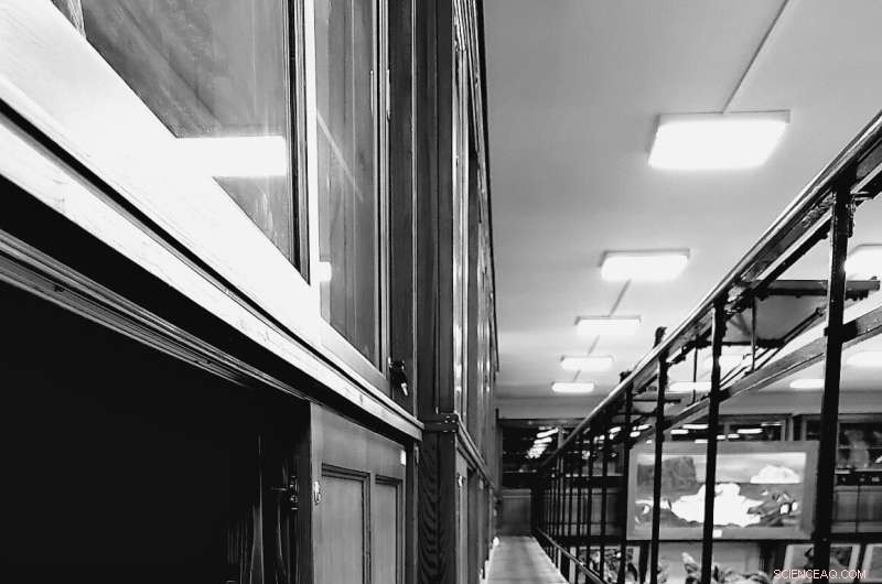 Romania s Bird Collection: Insights into Avian Diversity & Conservation