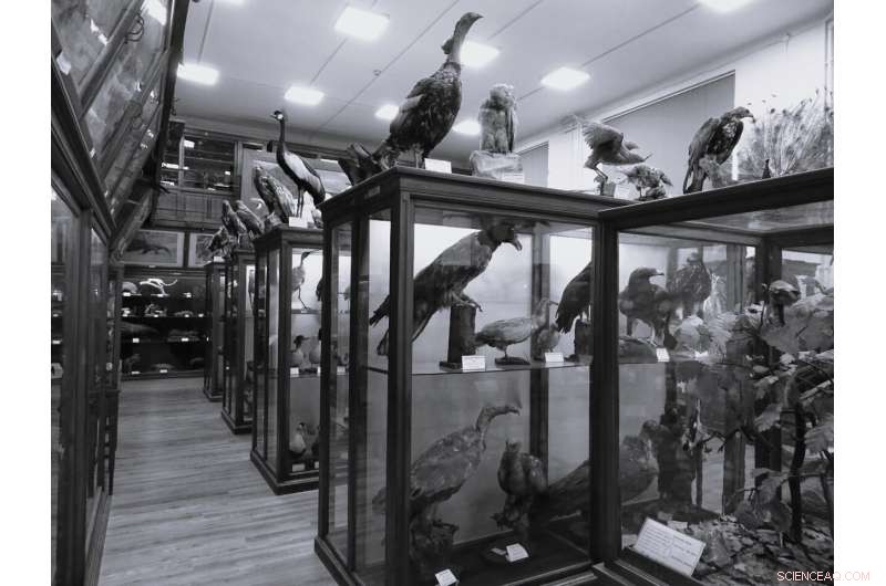 Romania s Bird Collection: Insights into Avian Diversity & Conservation