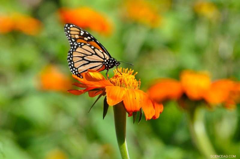 Light Pollution Disrupts Monarch Butterfly Navigation: Research Findings