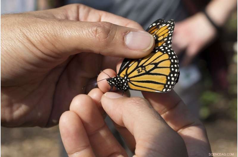 Light Pollution Disrupts Monarch Butterfly Navigation: Research Findings