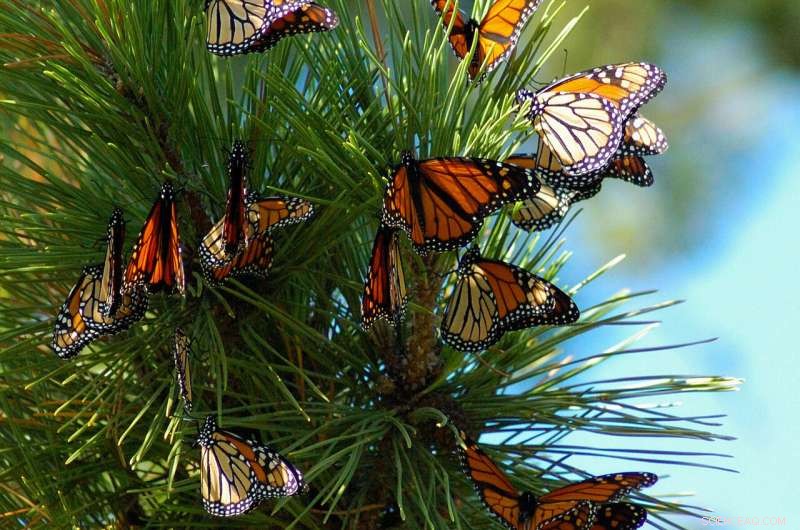 Light Pollution Disrupts Monarch Butterfly Navigation: Research Findings