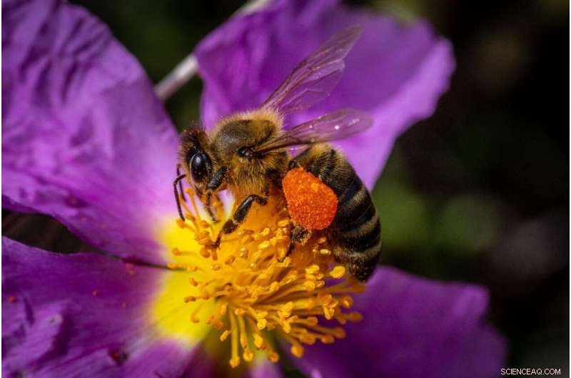 DNA in Honey: Unlocking Insights into Honeybee Health and Diet