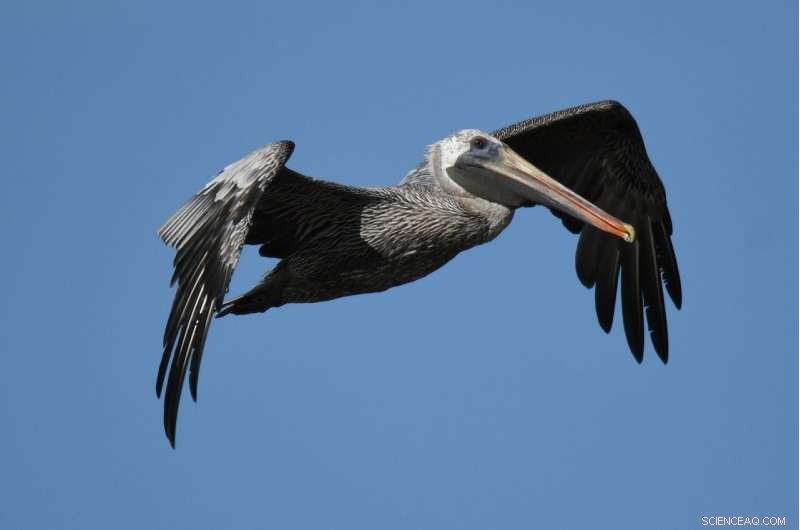 California Brown Pelican Crisis: Rising Numbers of Sick & Injured Birds