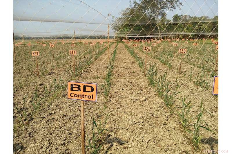 Salt-Tolerant Wheat: A New Development for Improved Crop Yields