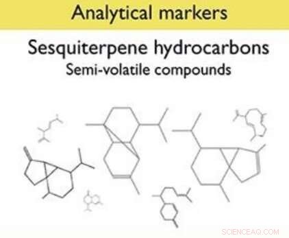 Innovative Tool Authenticates Virgin Olive Oil Origins Using Advanced Analysis