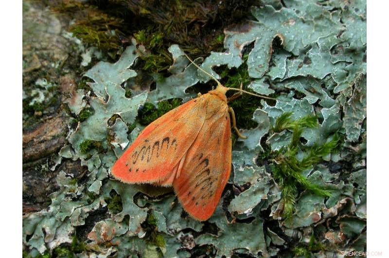 Protecting Moths from Climate Change: Habitat Restoration Strategies