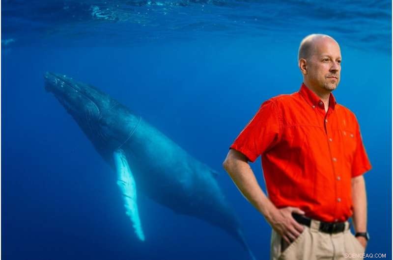 Humpback Whale Song Origins: New Study Challenges Social Learning Theory