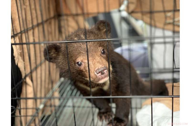 Two Bear Cubs Rescued from Illegal Wildlife Trade in Vietnam