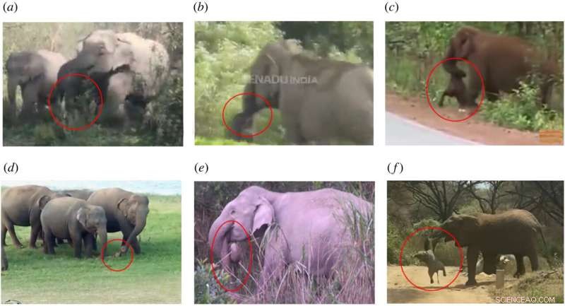 Elephant Behavior: YouTube Footage Reveals Reactions to Death in Wild Elephants