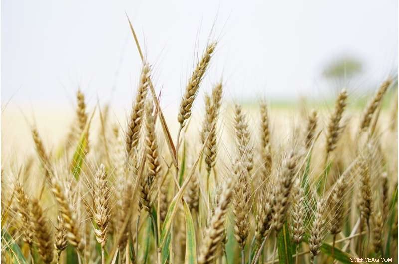 Algae-Inspired Strategies to Boost Food Crop Yields