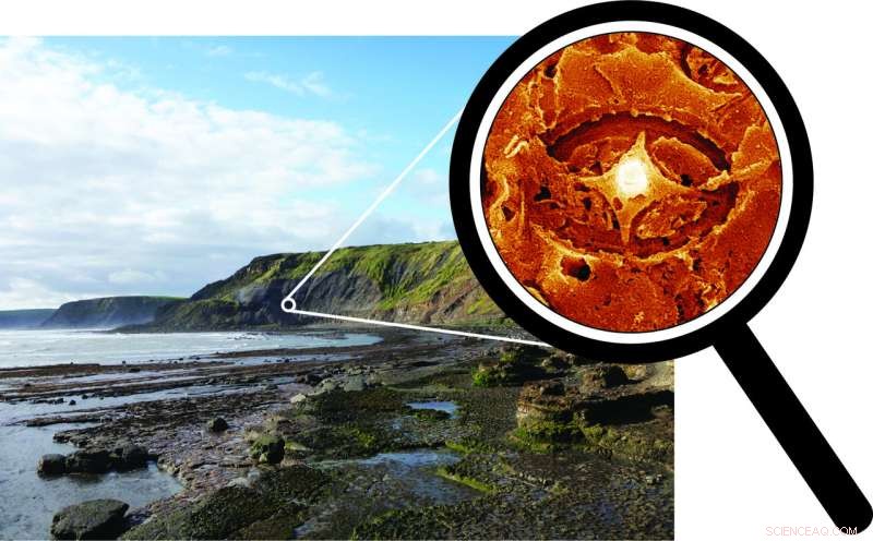 Ancient Fossil Discovery Reveals Plankton s Resilience to Past Global Warming