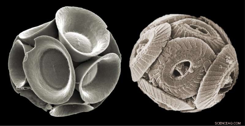 Ancient Fossil Discovery Reveals Plankton s Resilience to Past Global Warming