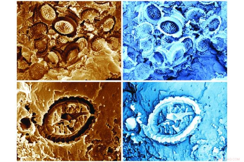 Ancient Fossil Discovery Reveals Plankton s Resilience to Past Global Warming