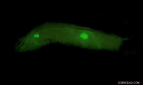 Fruit Fly Gene Expression Reveals Hidden Complexity in Development