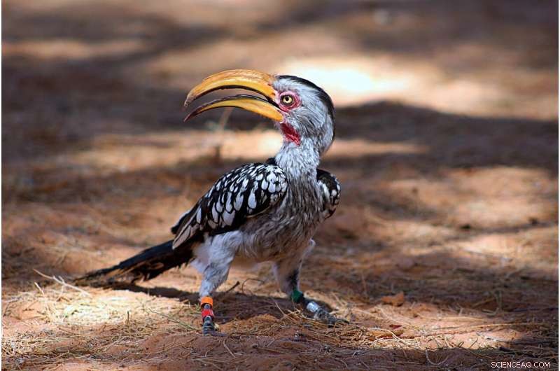 Climate Change Threatens Yellow-billed Hornbill Survival