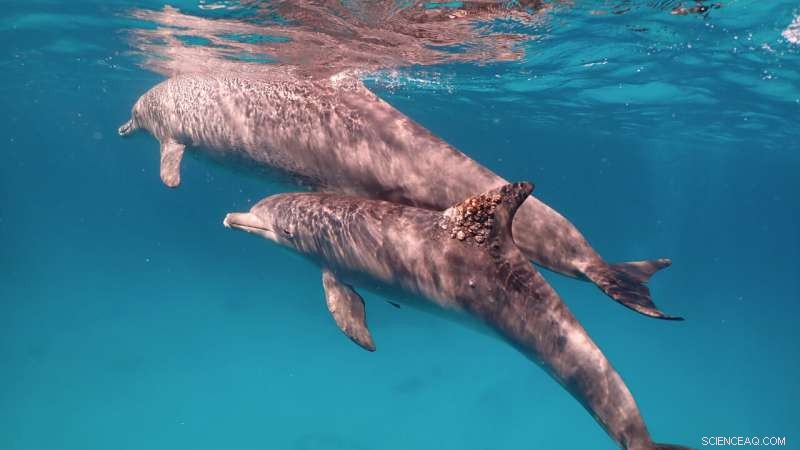 Dolphin Self-Medication: How Dolphins Use Coral to Treat Skin Conditions