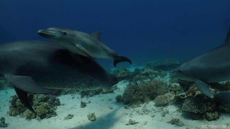 Dolphin Self-Medication: How Dolphins Use Coral to Treat Skin Conditions