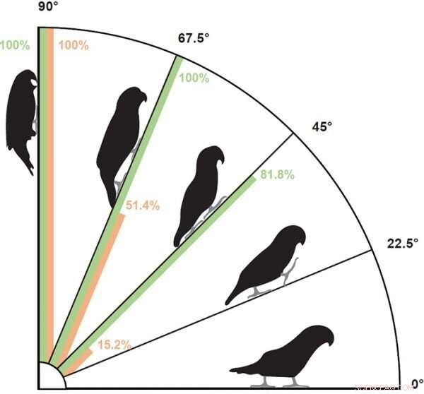 Parrots  Unique Climbing Technique: Using Heads as a Third Limb
