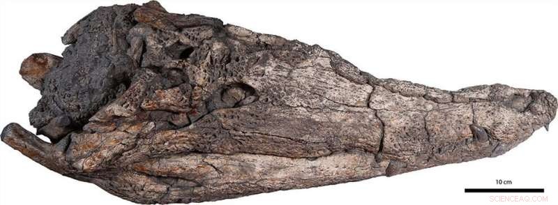 New Crocodile Species Discovered in Vietnam - 39 Million Years Old