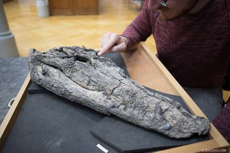 New Crocodile Species Discovered in Vietnam - 39 Million Years Old
