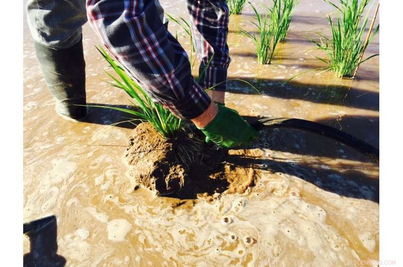 Protecting Global Rice Supplies: Innovative Strategies for Climate Resilience