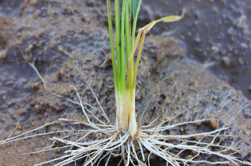 Protecting Global Rice Supplies: Innovative Strategies for Climate Resilience