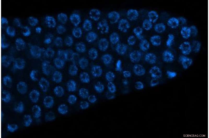 Male Pheromones May Enhance Female Egg Health: Northwestern Study