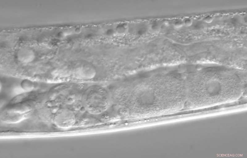 Male Pheromones May Enhance Female Egg Health: Northwestern Study