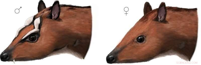 Fossil Mouse Deer: Uncovering Evolutionary Differences Between Sexes
